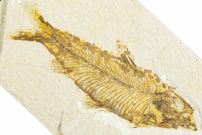 Detailed Fossil Fish (Knightia) - Wyoming #346957